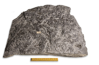 F 04181
          <br/>
          
          <br/>
          <em></em>